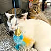Thumbnail photo of Ginger #4