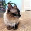 Thumbnail photo of Lady Dumpling #3