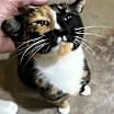 Thumbnail photo of Precious #1