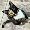 Thumbnail photo of Precious #3