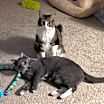 Thumbnail photo of Thorin #2