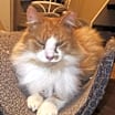 Thumbnail photo of Archie #1