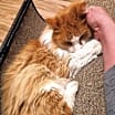 Thumbnail photo of Archie #2