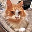 Thumbnail photo of Archie #3