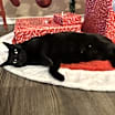 Thumbnail photo of Zipper "Midnight" 4274 #2
