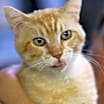 Thumbnail photo of Sunkist #3