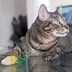 Thumbnail photo of Speedy #1
