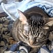 Thumbnail photo of Speedy #4