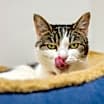 Thumbnail photo of Olive #2