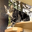 Thumbnail photo of Arlo #4