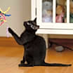 Thumbnail photo of Barak #2