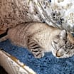 Thumbnail photo of Cocoa #1