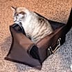 Thumbnail photo of Cocoa #2