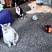 Thumbnail photo of Cocoa #4