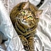 Thumbnail photo of Tonette #1