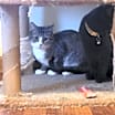 Thumbnail photo of Alba #2