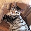 Thumbnail photo of Rebel #3