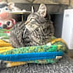 Thumbnail photo of Dumpling and Bao #4
