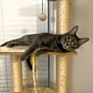 Thumbnail photo of Lancelot #4