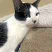 Thumbnail photo of Tux (Tuxedo) #1
