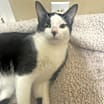Thumbnail photo of Tux (Tuxedo) #2