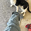 Thumbnail photo of Tux (Tuxedo) #3