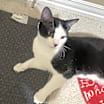 Thumbnail photo of Tux (Tuxedo) #4