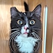 Thumbnail photo of Kulo #1
