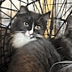 Thumbnail photo of Kulo #2