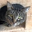 Thumbnail photo of Tyrone #4