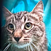 Thumbnail photo of Devin #2