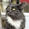 Thumbnail photo of Sassy - $20 SHY CAT SPECIAL #1