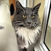 Thumbnail photo of Sassy - $20 SHY CAT SPECIAL #2