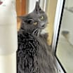 Thumbnail photo of Sassy - $20 SHY CAT SPECIAL #3