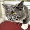 Thumbnail photo of Sassy - $20 SHY CAT SPECIAL #4
