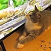 Thumbnail photo of Konnor (& Kendra) bonded #4
