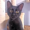 Thumbnail photo of Salem #1