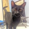 Thumbnail photo of Salem #2