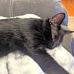 Thumbnail photo of Salem #3