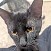 Thumbnail photo of Salem #4