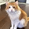 Thumbnail photo of Ollie #2