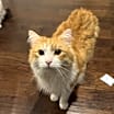 Thumbnail photo of Ollie #3