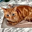 Thumbnail photo of Bean #1