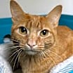 Thumbnail photo of Peanut #1
