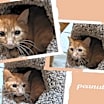 Thumbnail photo of Peanut #3