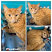 Thumbnail photo of Peanut #4
