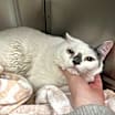 Thumbnail photo of Lewis #1
