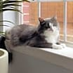 Thumbnail photo of Georgie #3