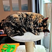 Thumbnail photo of Chiquita #1