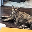 Thumbnail photo of Chiquita #2